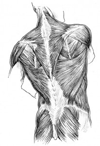 Muscular System